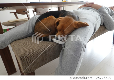 與房子裡的人睡覺的小獵犬狗 75726609