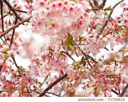 日本白眼在修善寺寒冷的櫻花盛開 75726616