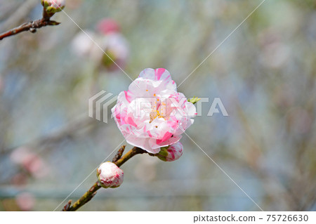 A single double-flowered peach flower with white and pink squeezing that blooms in spring 75726630