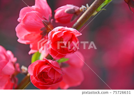Double-flowered red peach blossoms that bloom in spring 75726631