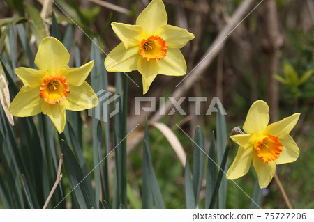 Yellow daffodils that color spring 75727206