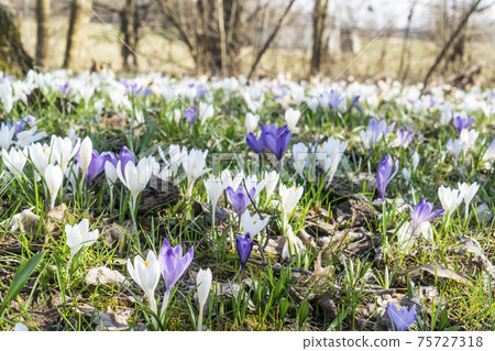 the lawns covered with crocus 75727318