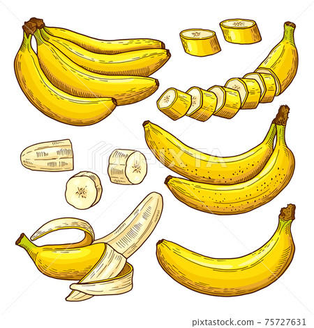 set of colored bananas. Tropical symbols. Hand drawing illustrations 75727631
