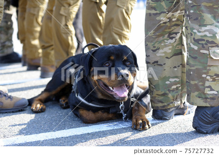 are rottweilers allowed in military