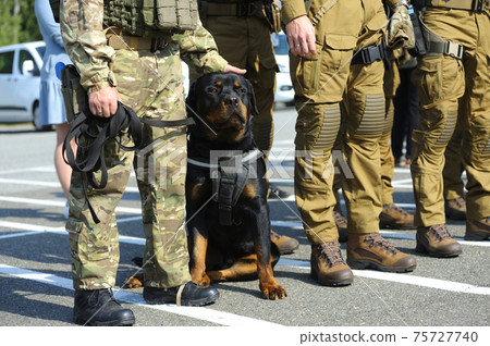 Soldiers of KORD (police special forces), and police dog rottweiler standing in the line on the ground 75727740