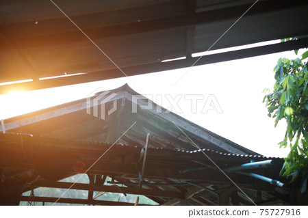 morning sunlight on barn cowshed roof in farm 75727916