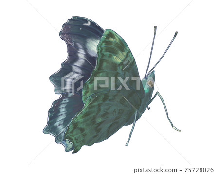 Kaniska canace with slightly open wings Kaniska canace with slightly open wings 75728026