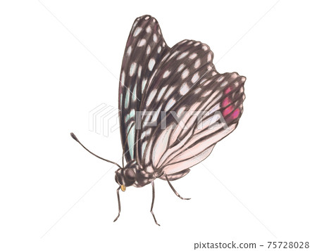 Real Touch Akaboshi Gomadara 75728028