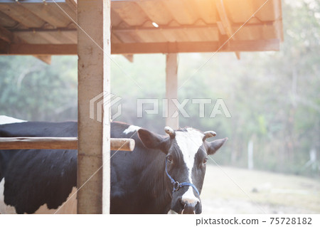 Milking cow in cowshed barn in dairy farm Milking cow in cowshed barn in dairy farm 75728182