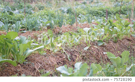 vegetable plant growing in garden 75728190