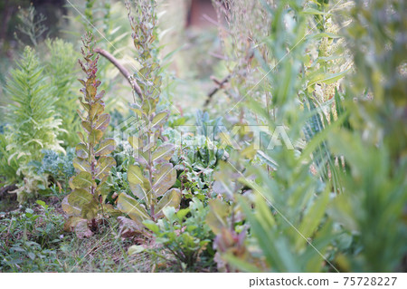lettuce vegetable growing in garden for collecting seeds 75728227