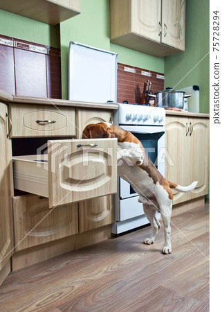 beagle in kichen 75728294