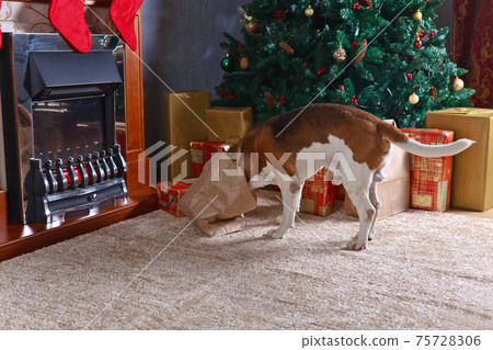 Cute beagle checks Christmas gifts in front of the fireplace in an empty room 75728306