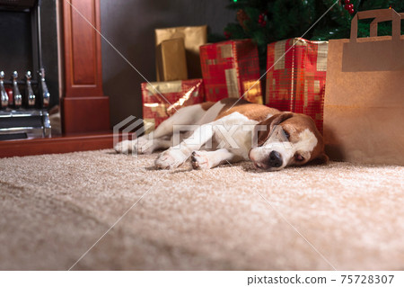 Colorful presents and a dog under the christmas tree. 75728307