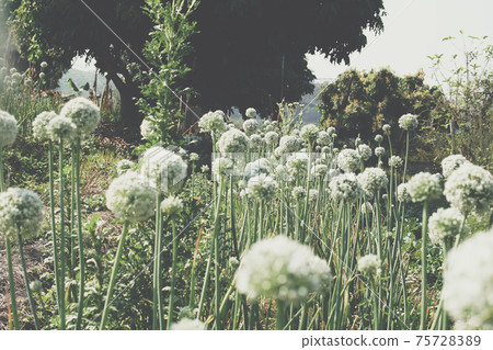Allium shallot onion garlic chives scallion leek flower growing in field Allium shallot onion garlic chives scallion leek flower growing in field 75728389