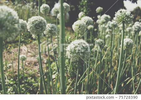 Allium shallot onion garlic chives scallion leek flower growing in field Allium shallot onion garlic chives scallion leek flower growing in field 75728390