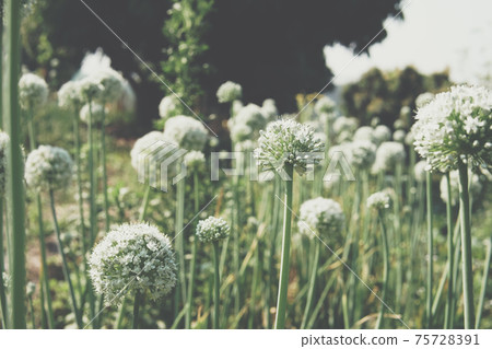 Allium shallot onion garlic chives scallion leek flower growing in field 75728391