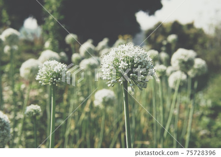 Allium shallot onion garlic chives scallion leek flower growing in field Allium shallot onion garlic chives scallion leek flower growing in field 75728396