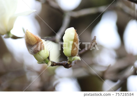 Yulan magnolia flowers blooming in spring 75728584