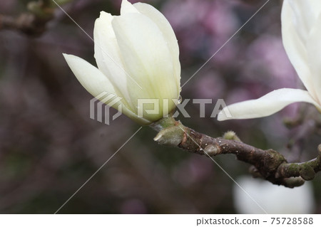 玉蘭玉蘭花開在春天 玉蘭玉蘭花開在春天 75728588