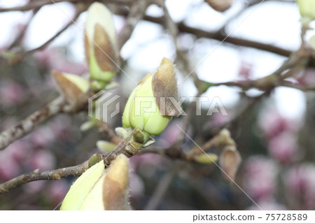 玉蘭玉蘭花開在春天 玉蘭玉蘭花開在春天 75728589