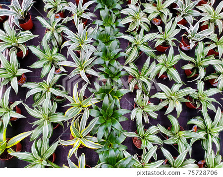 Dracaena seedlings a lot. Dracaena deremensis, Lemon Surprise, Lemon Surprise, Lemon Lime. And Dracaena angustifolia, Dracaena reflexa. Top view. 75728706