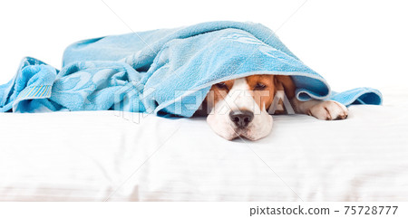 Very much sick dog on white background Very much sick dog on white background 75728777