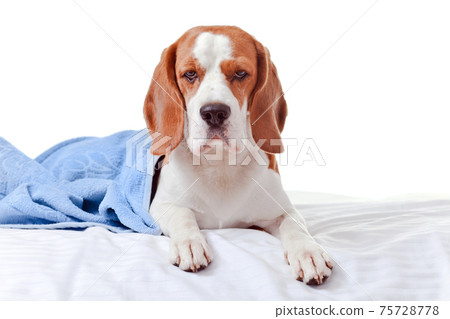 Beagle under the blue blanket , isolated on white 75728778
