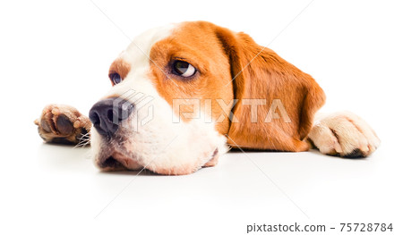 beagle head 75728784