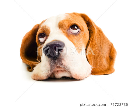 beagle head 75728786