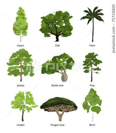 Different trees collection and exotic palms isolated on white 75728800