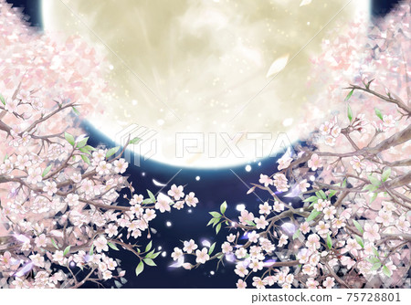 Illustration of cherry blossoms and full moon at night / Yellow Moon 75728801