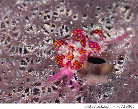 蘑菇Uroukumibushi 75729005