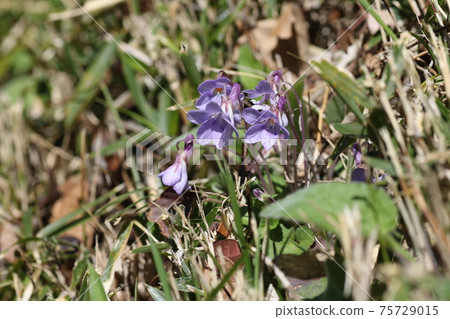 中提琴紫花盛開在漂亮的紫色 75729015