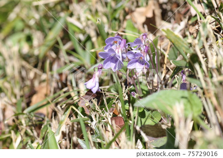 Viola grypocera blooming in pretty purple Viola grypocera blooming in pretty purple 75729016
