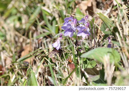 Viola grypocera blooming in pretty purple Viola grypocera blooming in pretty purple 75729017