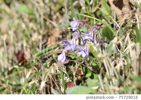 中提琴紫花盛開在漂亮的紫色 中提琴紫花盛開在漂亮的紫色 75729018