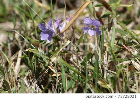 Viola grypocera blooming in pretty purple Viola grypocera blooming in pretty purple 75729021