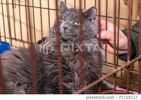 Man scratches behind the ear of a Maine Coon cat through the grate of the cage 75729112