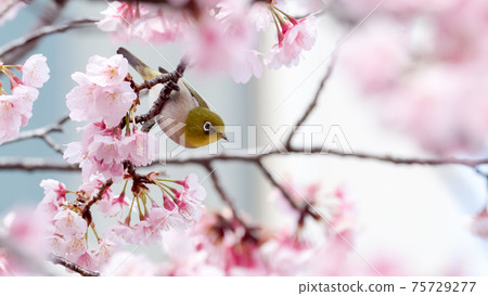 Cherry blossom and mezzo 75729277