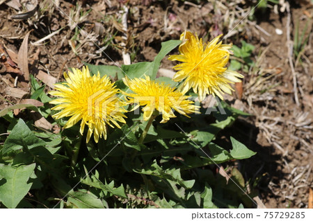 日本本土蒲公英,蒲公英 日本本土蒲公英,蒲公英 75729285