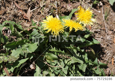 日本本土蒲公英，蒲公英 75729286