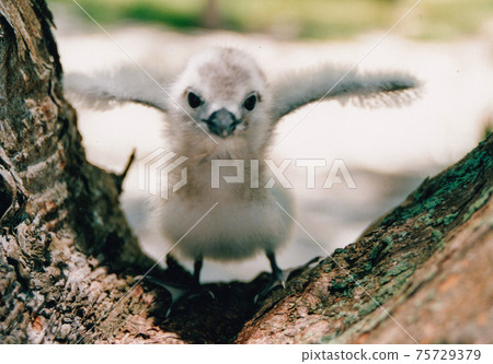 可愛的海鳥小雞 75729379