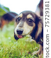 吃草的小狗 75729381