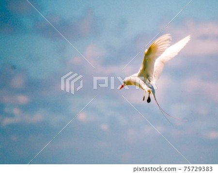 夏天的藍天和海鳥 75729383