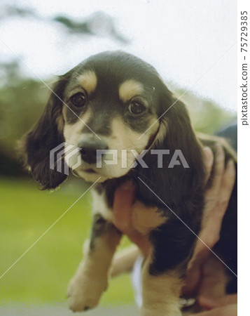 小狗舉行 小狗舉行 75729385