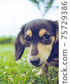 上眼的小狗 75729386