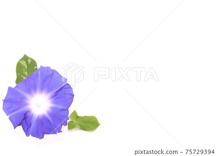 Background material Blue morning glory white background 75729394