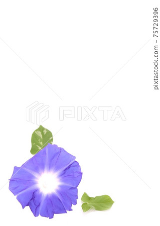 Background material Blue morning glory white background 75729396