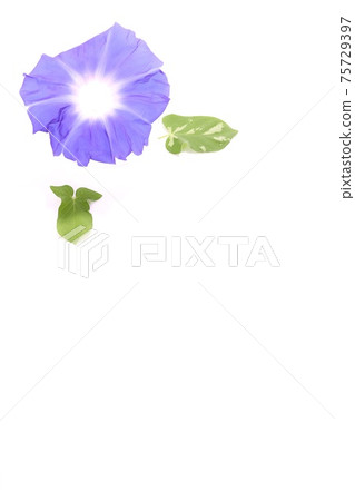 Background material Blue morning glory white background Background material Blue morning glory white background 75729397